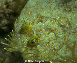 Peacock Flounder by Nate Ewigman 